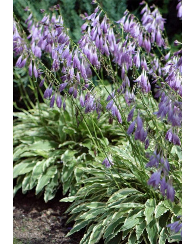 Хоста гібридна Стілетто | Хоста гибридная Стилетто | Hosta hybrida Stiletto