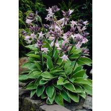 Хоста гібридна Франція | Хоста гибридная Франция | Hosta hybrida Francee