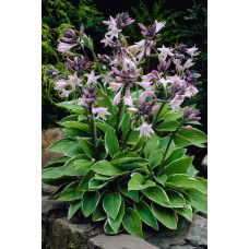 Хоста гібридна Франція | Хоста гибридная Франция | Hosta hybrida Francee