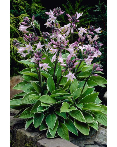 Хоста гібридна Франція | Хоста гибридная Франция | Hosta hybrida Francee