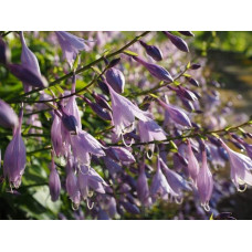 Хоста гібридна Франція | Хоста гибридная Франция | Hosta hybrida Francee