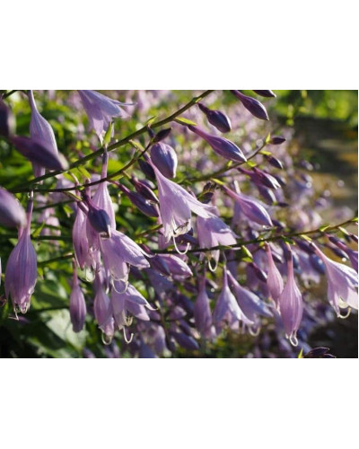 Хоста гібридна Франція | Хоста гибридная Франция | Hosta hybrida Francee