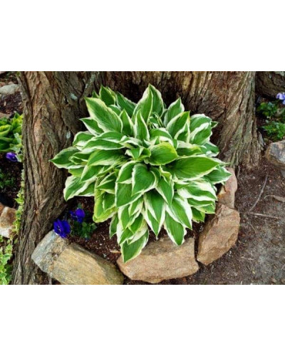 Хоста гібридна Франція | Хоста гибридная Франция | Hosta hybrida Francee