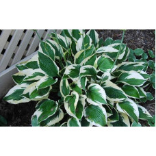 Хоста гібридна Франція | Хоста гибридная Франция | Hosta hybrida Francee
