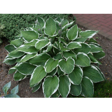 Хоста гібридна Франція | Хоста гибридная Франция | Hosta hybrida Francee