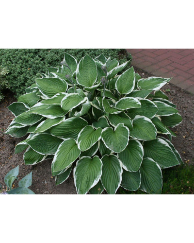 Хоста гібридна Франція | Хоста гибридная Франция | Hosta hybrida Francee