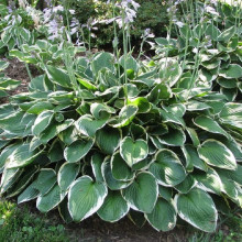 Хоста гібридна Франція | Хоста гибридная Франция | Hosta hybrida Francee