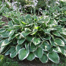 Хоста гібридна Франція | Хоста гибридная Франция | Hosta hybrida Francee