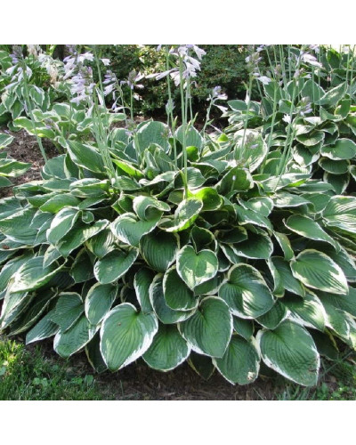 Хоста гібридна Франція | Хоста гибридная Франция | Hosta hybrida Francee