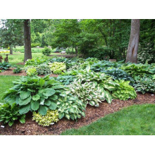 Хоста гібридна Франція | Хоста гибридная Франция | Hosta hybrida Francee