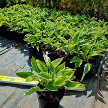 Хоста гібридна Франція | Хоста гибридная Франция | Hosta hybrida Francee