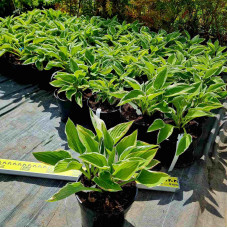 Хоста гібридна Франція | Хоста гибридная Франция | Hosta hybrida Francee