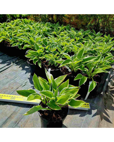 Хоста гібридна Франція | Хоста гибридная Франция | Hosta hybrida Francee