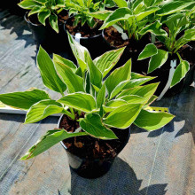 Хоста гібридна Франція | Хоста гибридная Франция | Hosta hybrida Francee