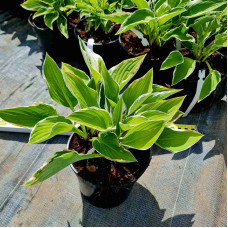 Хоста гібридна Франція | Хоста гибридная Франция | Hosta hybrida Francee