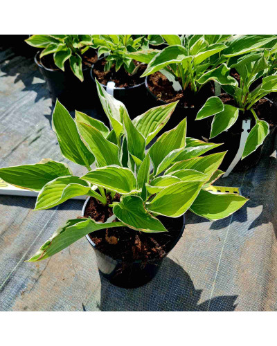 Хоста гібридна Франція | Хоста гибридная Франция | Hosta hybrida Francee