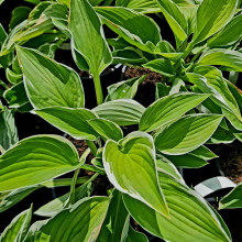 Хоста гібридна Франція | Хоста гибридная Франция | Hosta hybrida Francee