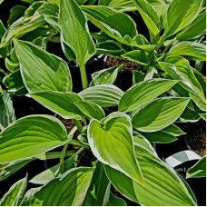 Хоста гібридна Франція | Хоста гибридная Франция | Hosta hybrida Francee