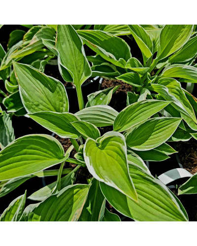 Хоста гібридна Франція | Хоста гибридная Франция | Hosta hybrida Francee