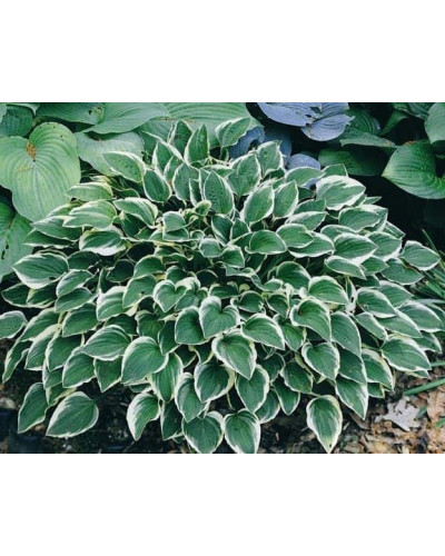 Хоста гібридна Франція | Хоста гибридная Франция | Hosta hybrida Francee