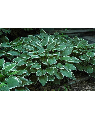 Хоста гібридна Франція | Хоста гибридная Франция | Hosta hybrida Francee