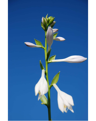 Хоста гібридна Франція | Хоста гибридная Франция | Hosta hybrida Francee