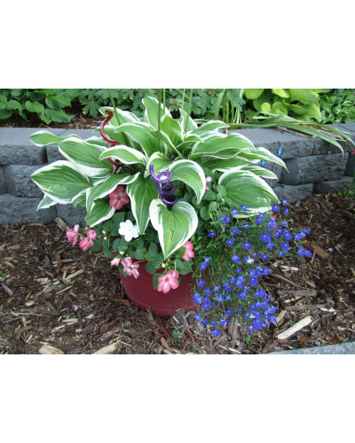 Хоста гібридна Франція | Хоста гибридная Франция | Hosta hybrida Francee