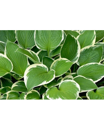Хоста гібридна Франція | Хоста гибридная Франция | Hosta hybrida Francee