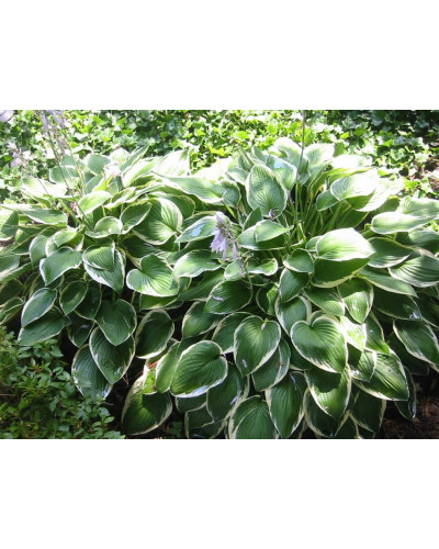 Хоста гібридна Франція | Хоста гибридная Франция | Hosta hybrida Francee