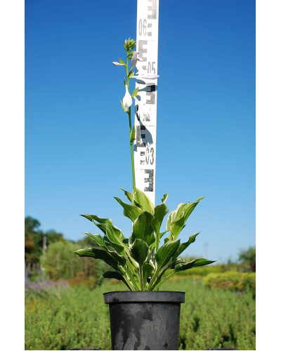 Хоста гібридна Франція | Хоста гибридная Франция | Hosta hybrida Francee