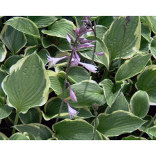 Хоста форчуна Ауреомаргіната | Хоста форчуна Ауреомаргината | Hosta fortunei Aureomarginata