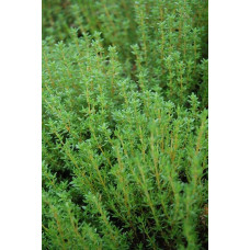 Чебрець звичайний / Тим’ян | Тимьян обыкновенный / Чабрец | Thymus vulgaris