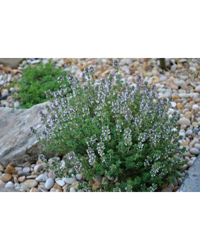Чебрець звичайний / Тим’ян | Тимьян обыкновенный / Чабрец | Thymus vulgaris