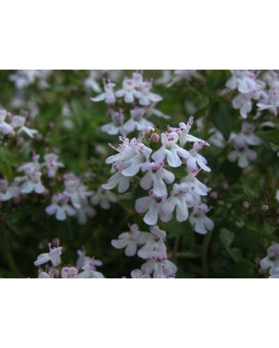 Чебрець звичайний / Тим’ян | Тимьян обыкновенный / Чабрец | Thymus vulgaris