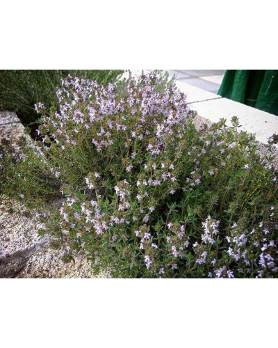 Чебрець звичайний / Тим’ян | Тимьян обыкновенный / Чабрец | Thymus vulgaris