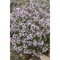 Чебрець звичайний / Тим’ян | Тимьян обыкновенный / Чабрец | Thymus vulgaris