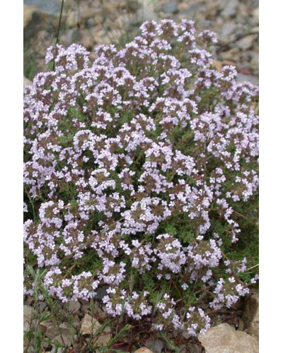 Чебрець звичайний / Тим’ян | Тимьян обыкновенный / Чабрец | Thymus vulgaris