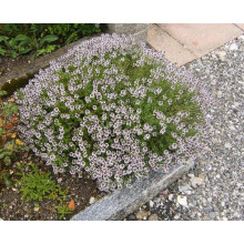 Чебрець звичайний / Тим’ян | Тимьян обыкновенный / Чабрец | Thymus vulgaris