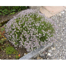 Чебрець звичайний / Тим’ян | Тимьян обыкновенный / Чабрец | Thymus vulgaris