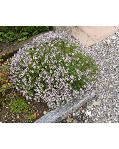 Чебрець звичайний / Тим’ян | Тимьян обыкновенный / Чабрец | Thymus vulgaris