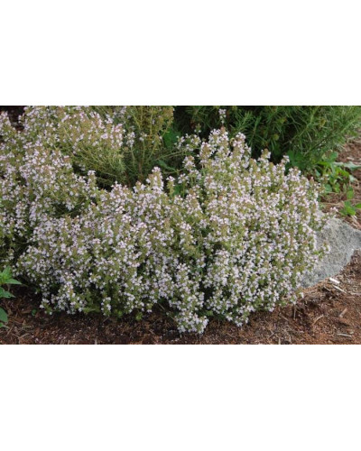 Чебрець звичайний / Тим’ян | Тимьян обыкновенный / Чабрец | Thymus vulgaris