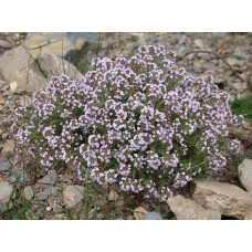 Чебрець звичайний / Тим’ян | Тимьян обыкновенный / Чабрец | Thymus vulgaris