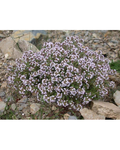 Чебрець звичайний / Тим’ян | Тимьян обыкновенный / Чабрец | Thymus vulgaris