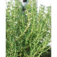 Чебрець звичайний / Тим’ян | Тимьян обыкновенный / Чабрец | Thymus vulgaris