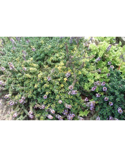 Чебрець лимонний Донна Валлей / Тим’ян | Thymus citriodorus Doone Valley | Тимьян лимонный Донна Валлей / Чабрец