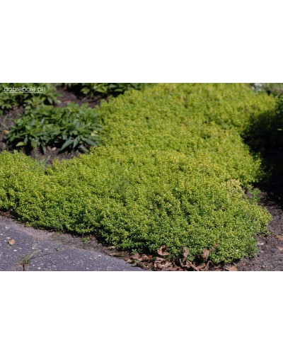 Чебрець лимонний Донна Валлей / Тим’ян | Thymus citriodorus Doone Valley | Тимьян лимонный Донна Валлей / Чабрец