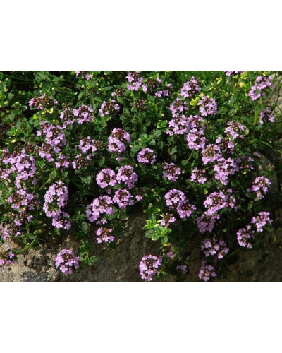 Чебрець лимонний Донна Валлей / Тим’ян | Thymus citriodorus Doone Valley | Тимьян лимонный Донна Валлей / Чабрец