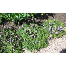 Чебрець лимонний Донна Валлей / Тим’ян | Thymus citriodorus Doone Valley | Тимьян лимонный Донна Валлей / Чабрец