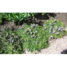 Чебрець лимонний Донна Валлей / Тим’ян | Thymus citriodorus Doone Valley | Тимьян лимонный Донна Валлей / Чабрец
