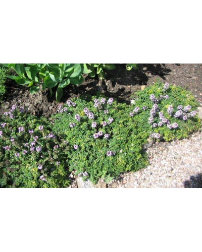 Чебрець лимонний Донна Валлей / Тим’ян | Thymus citriodorus Doone Valley | Тимьян лимонный Донна Валлей / Чабрец